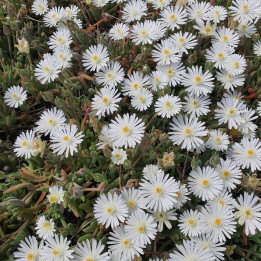 Delosperma Jewel of Desert Moon Stone