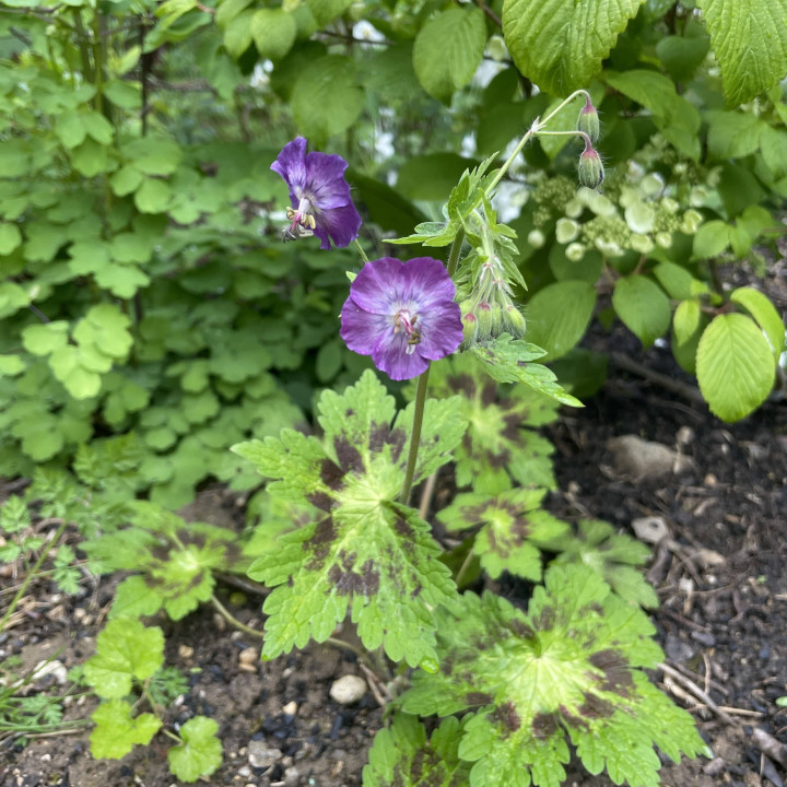 Geranium phaeum Samobor