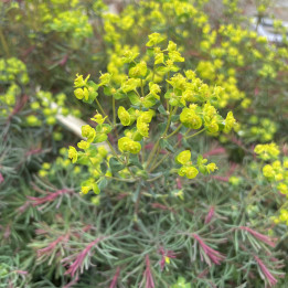 Euphorbia cyparissias Fens Ruby