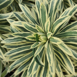 Euphorbia characias Tasmanian Tiger