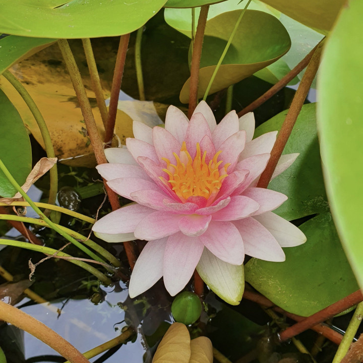 Nymphaea Hollandia