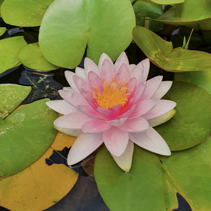 Nymphaea Hollandia