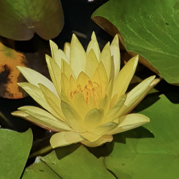 Nymphaea Joey Tomocik