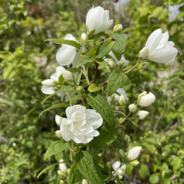 Philadelphus Little White Love