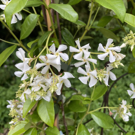 Faux Jasmin (Trachelospermum Jasminoides) - Plante Grimpante Parfumée, Persistant, Rustique Jusqu'à -12°C
