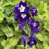 Delphinium x pacific King Arthur