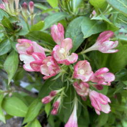 Weigela florida All Summer Peach