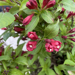 Weigela All Summer Red