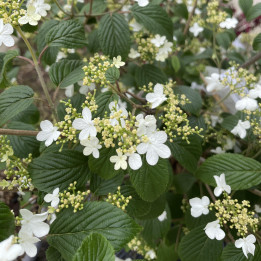 Viburnum Watanabe