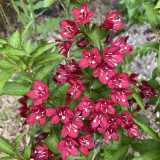 Weigela Nain Rouge