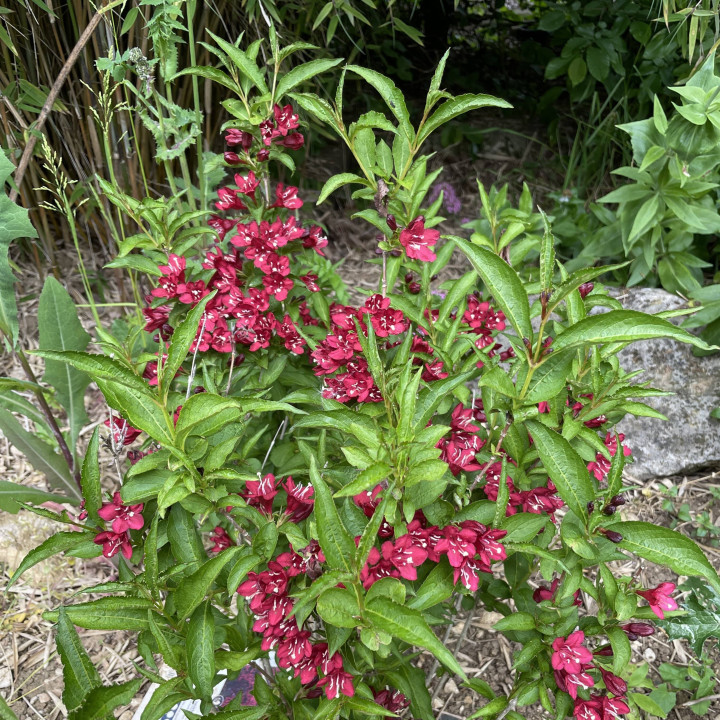 Weigela Nain Rouge
