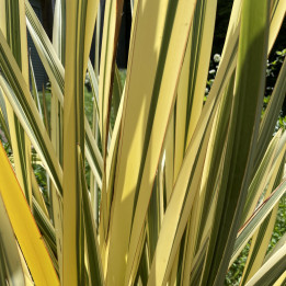 Phormium tenax Variegata