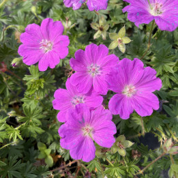 Geranium Max Frei