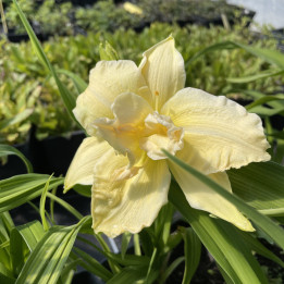 Hemerocallis Schnickel Fritz