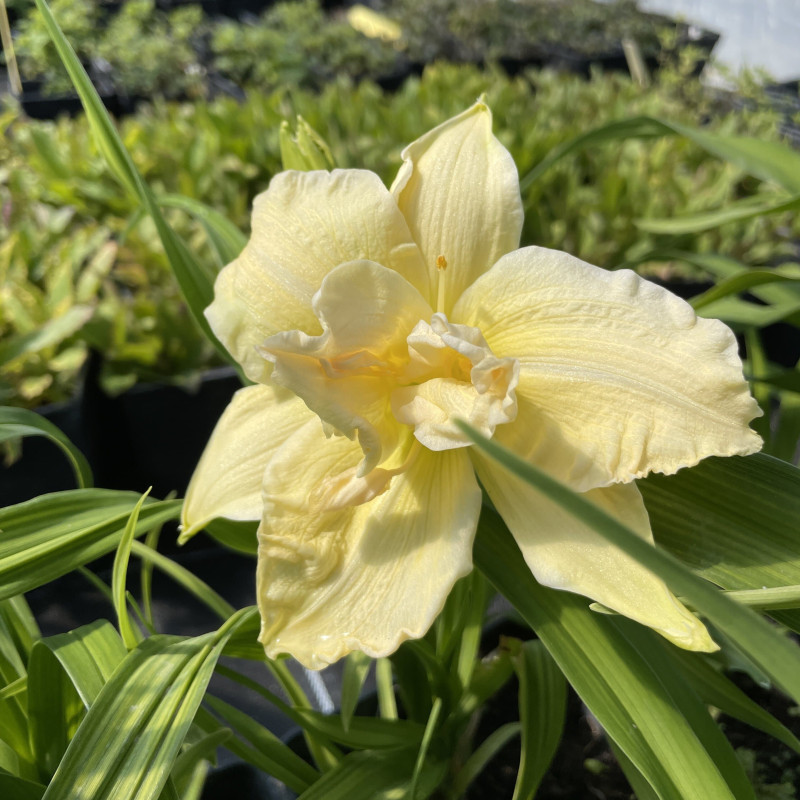 Hemerocallis Schnickel Fritz Hemerocallis Schnickel Fritz