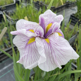 Iris ensata Greyswood Catrina