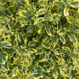 Euonymus japonicus elegantissima Aureus