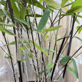 Bambou Fargesia nitida Trifina Black