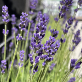Lavandula angustifolia Anna