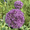 Allium Ambassador