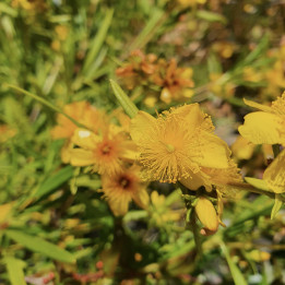 Hypericum kalmianum Gemo