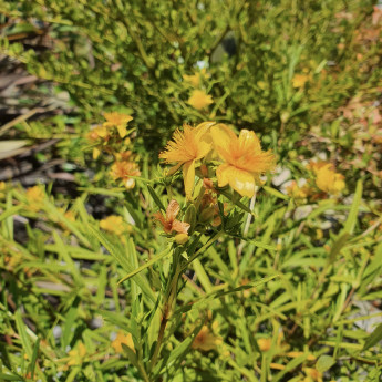 Hypericum kalmianum Gemo Hypericum kalmianum Gemo