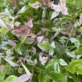 Nandina domestica Twilight