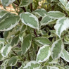 Cornus alba Elegantissima