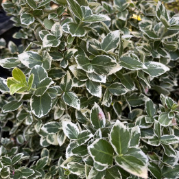 Euonymus fortunei Emerald Gaiety