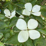 Cornus kousa Venus