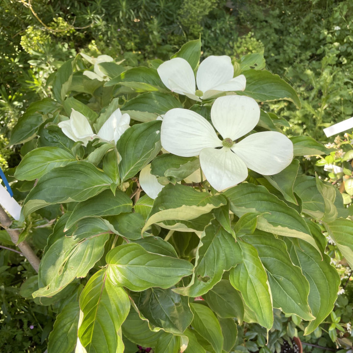 Cornus kousa Venus