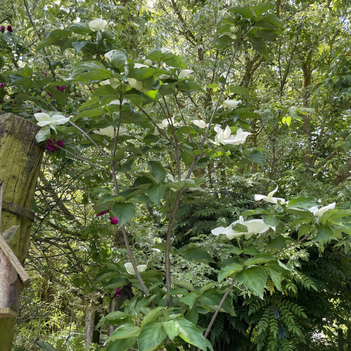 Cornus kousa Venus