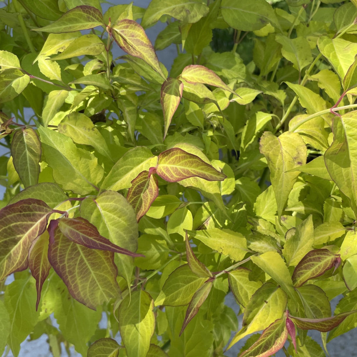 Leycesteria formosa Golden Lantern