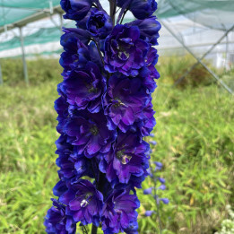 Delphinium Faust