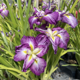 Iris ensata Dinner Plate Jell'O | Le chatel des vivaces