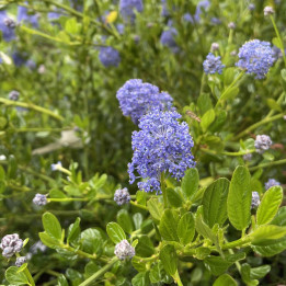 Ceanothus Skylark