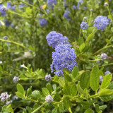 Ceanothus Skylark