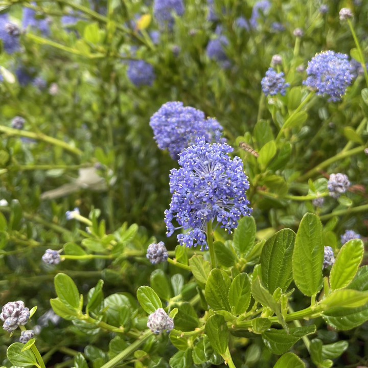 Ceanothus Skylark
