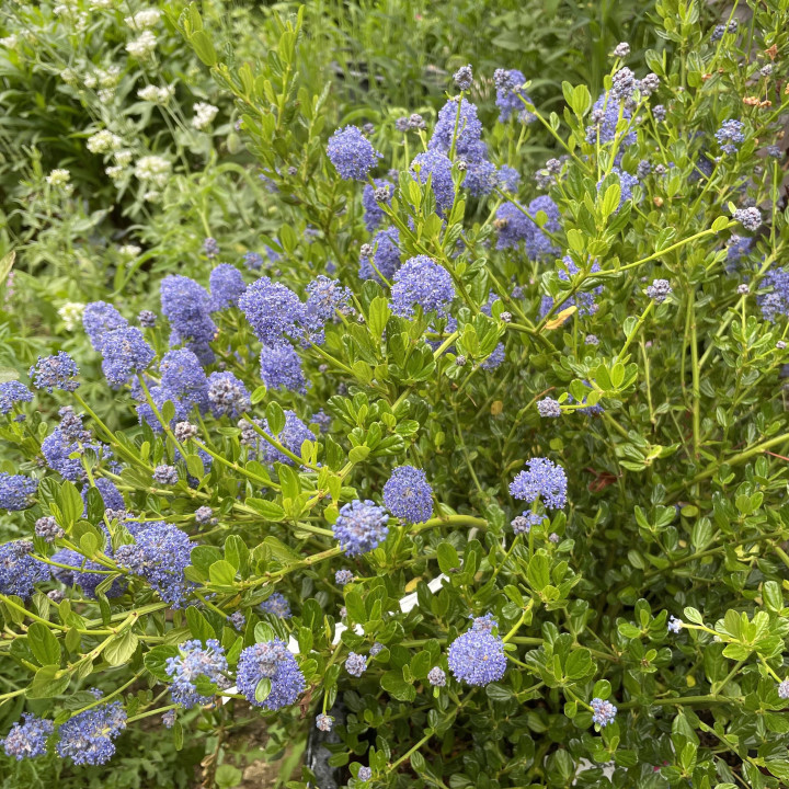 Ceanothus Skylark