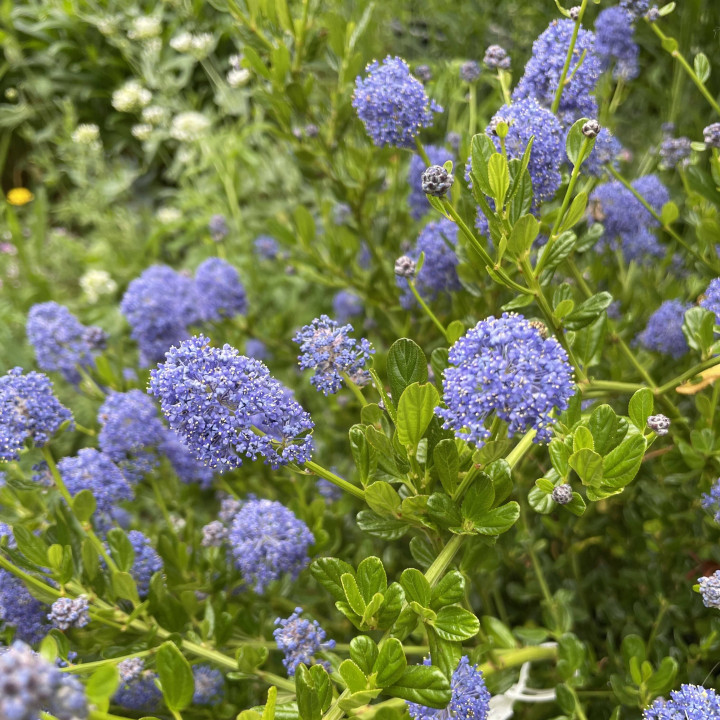 Ceanothus Skylark