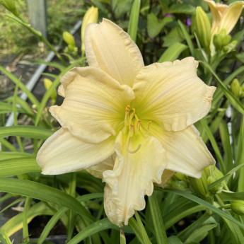 Hemerocallis Schnickel Fritz Hemerocallis Schnickel Fritz