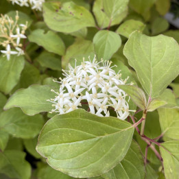 Cornus sanguinea Midwinter Fire