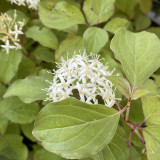 Cornus sanguinea Midwinter Fire