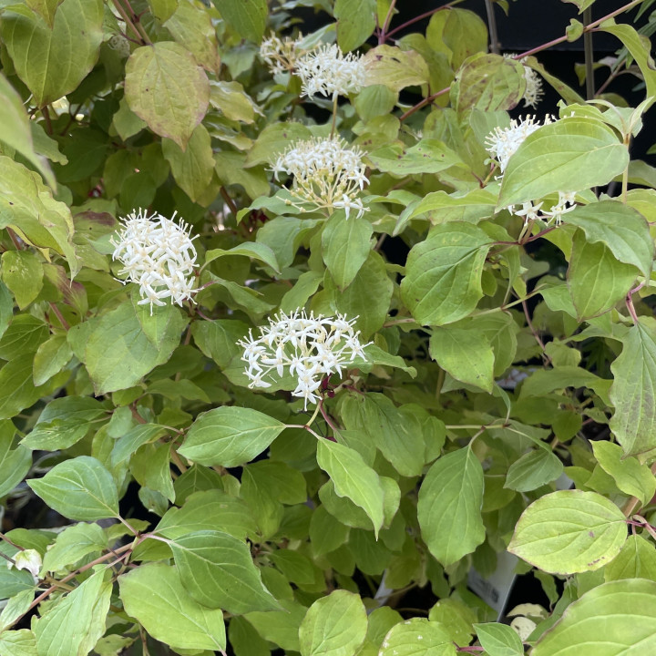 Cornus sanguinea Midwinter Fire