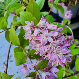 Deutzia magnifica Tourbillon rouge
