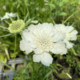 Scabiosa caucasica Miss Willmott