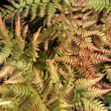 Dryopteris erythrosora