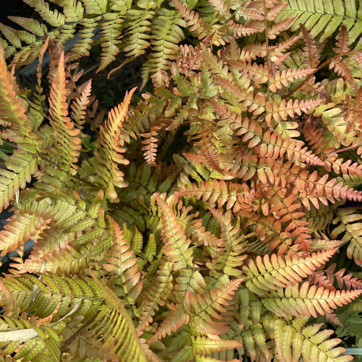 Dryopteris erythrosora