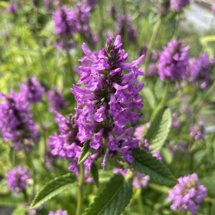 Stachys Hummelo