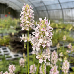 Stachys Summer Crush